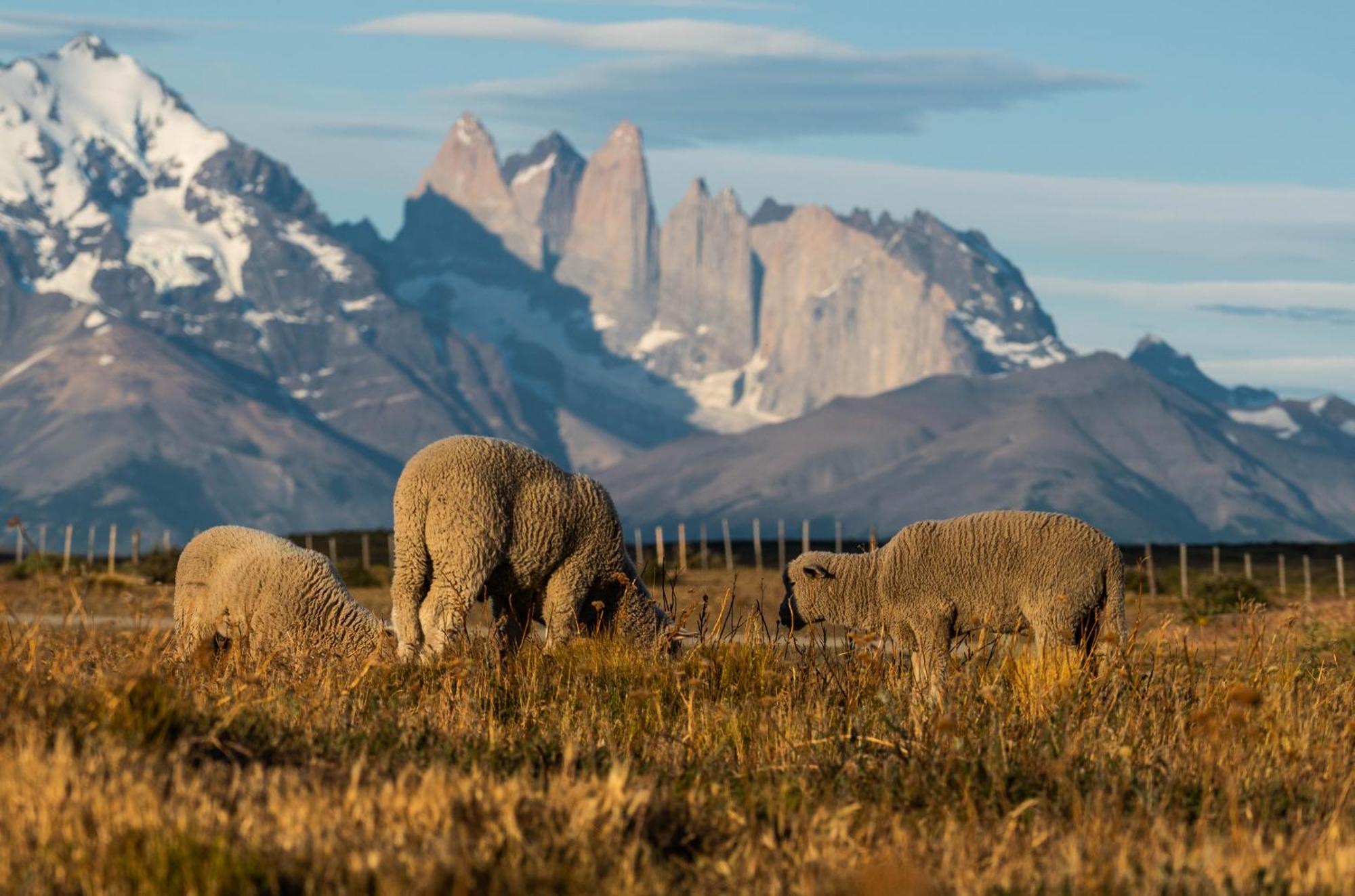 Estancia Cerro Guido Torres del Paine National Park Eksteriør bilde